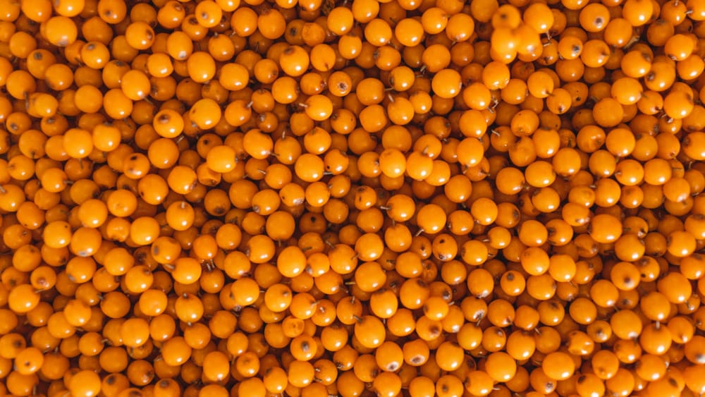 Фермеров Нарынской области обучили выращивать облепиху в горных условиях изображение публикации