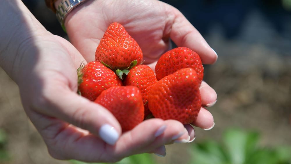 Отечественные производители хотят увеличить объем экспорта клубники до $1 млрд изображение публикации