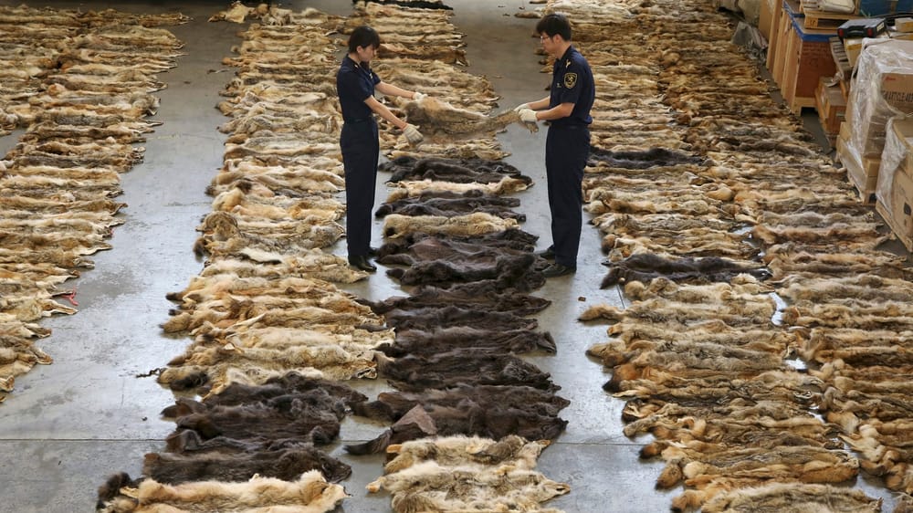 Из КР вывезли 130 тонн шкур без уплаты таможенных пошлин изображение публикации