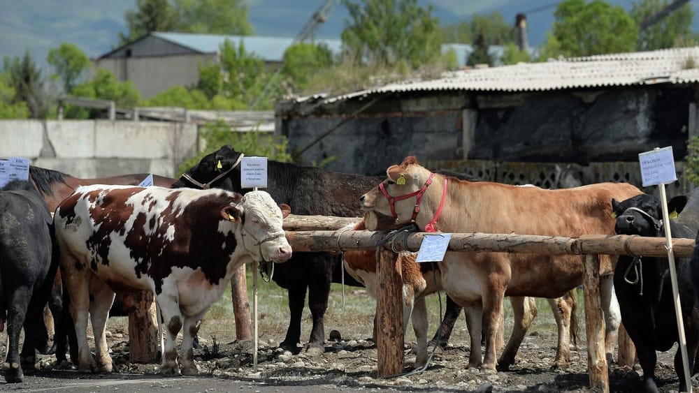 В Кыргызстане появятся еще шесть скотных рынков изображение публикации