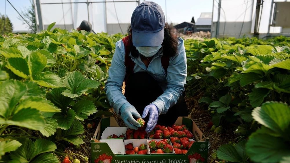 Центр по трудоустройству граждан за рубежом предупреждает о фейковых вакансиях в Европе изображение публикации