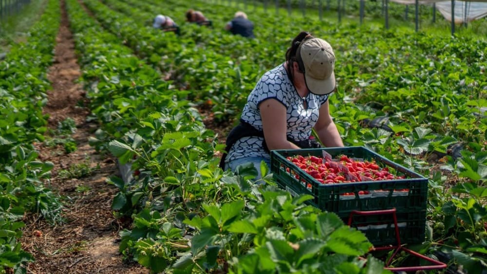 Нелегалов в Великобритании будут высылать в Руанду – кыргызстанцев просят вернутся на родину по окончании срока визы изображение публикации