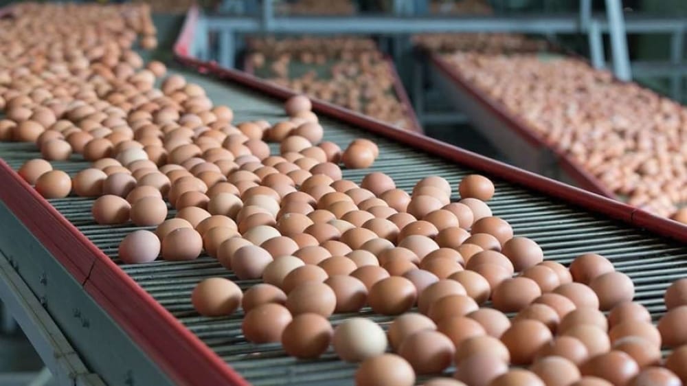 Птицефабрика в Чуйской области увеличит производство в четыре раза – до 40 млн яиц в год изображение публикации