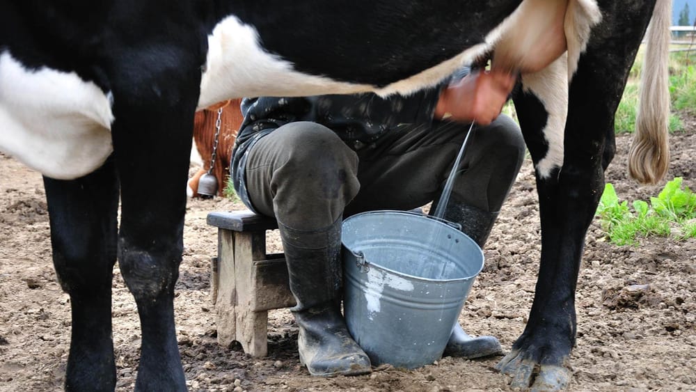 Производителей молока в регионах КР профинансировали на 448.7 млн сомов изображение публикации