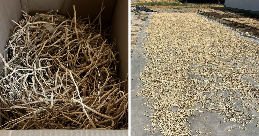 В Сокулуке незаконно выращивали ясенец – ущерб государству составил почти 25 млн сомов изображение публикации