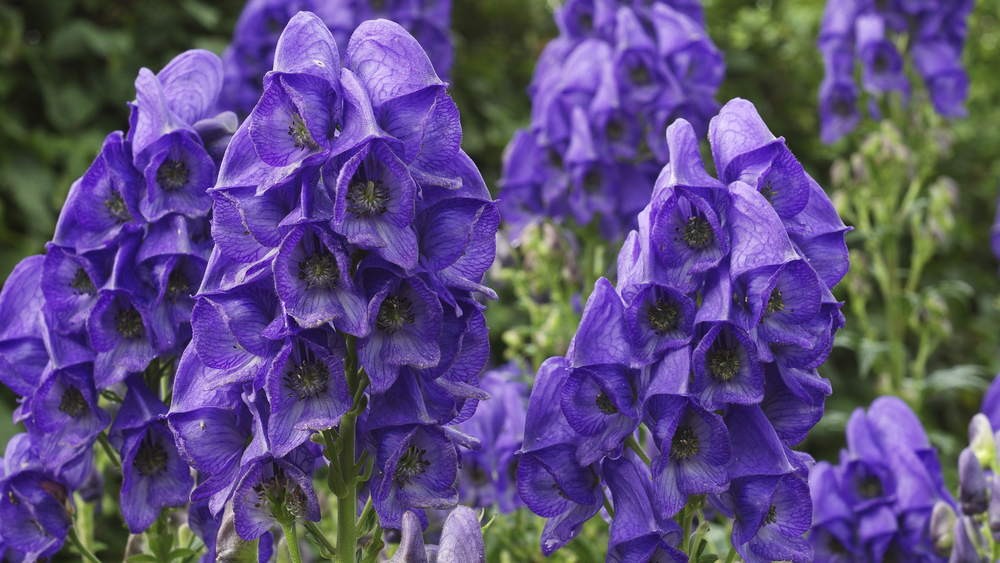 В КР запретили собирать аконит — кыргызстанцы экспортируют его в Китай изображение публикации