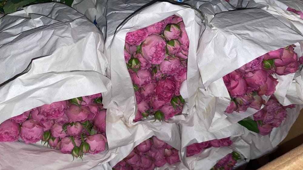 В Кыргызстан пытались незаконно ввезти более 3 тысяч роз из Узбекистана изображение публикации