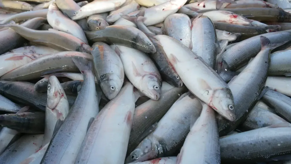 Кыргызстан экспортирует в Китай до 60 тысяч тонн рыбной продукции изображение публикации
