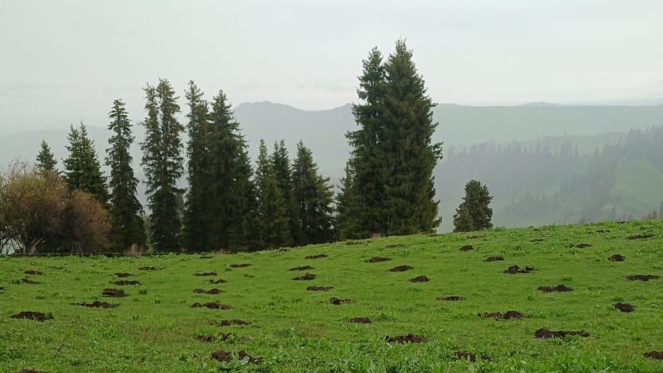 На Иссык-Куле недропользователи возместили государству 6.4 млн сомов изображение публикации