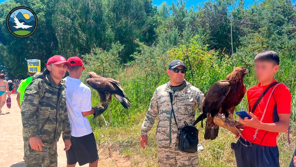 На Иссык-Куле предпринимателей, использующих беркутов для заработка, оштрафовали на 100 тысяч сомов изображение публикации