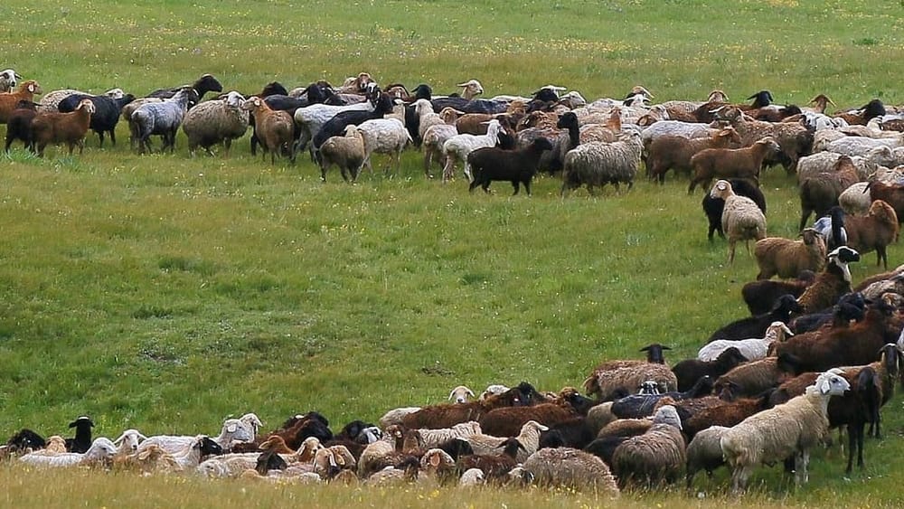 В Тонском районе от удара молнии погибли 250 голов мелкого рогатого скота изображение публикации