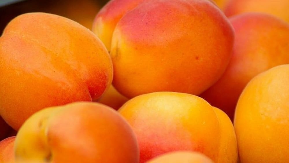 Кыргызские абрикосы будут продавать в Китай изображение публикации