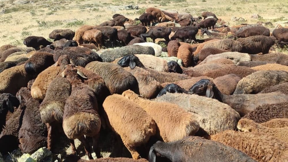 Из Казахстана пытались перегнать в Кыргызстан 432 головы мелкого рогатого скота изображение публикации