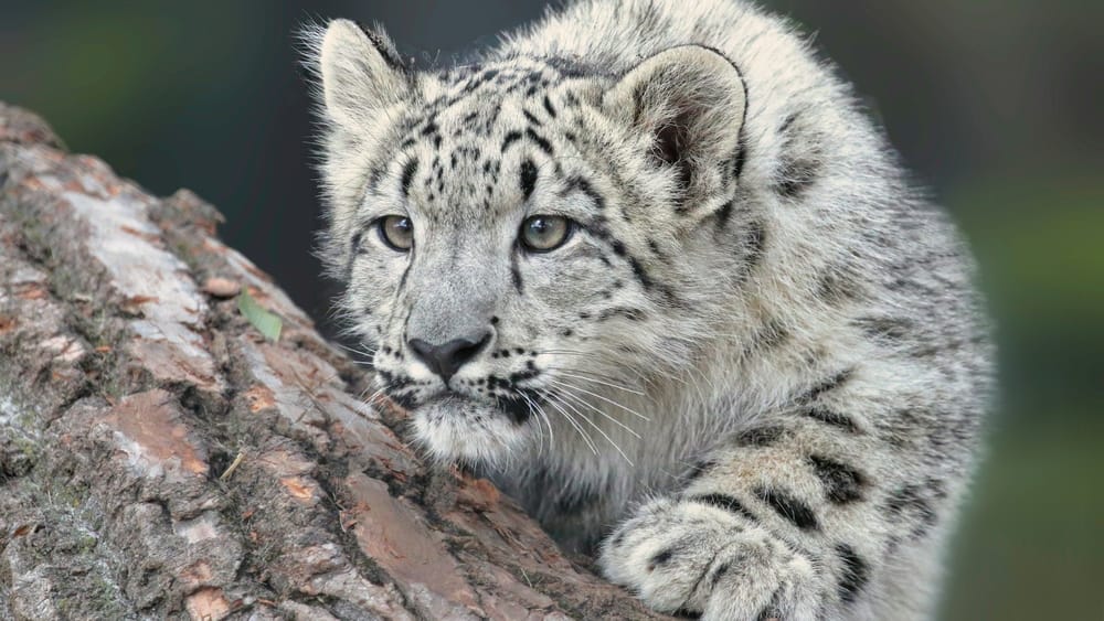 В Кыргызстане увеличили штрафы за нанесение ущерба объектам животного мира изображение публикации