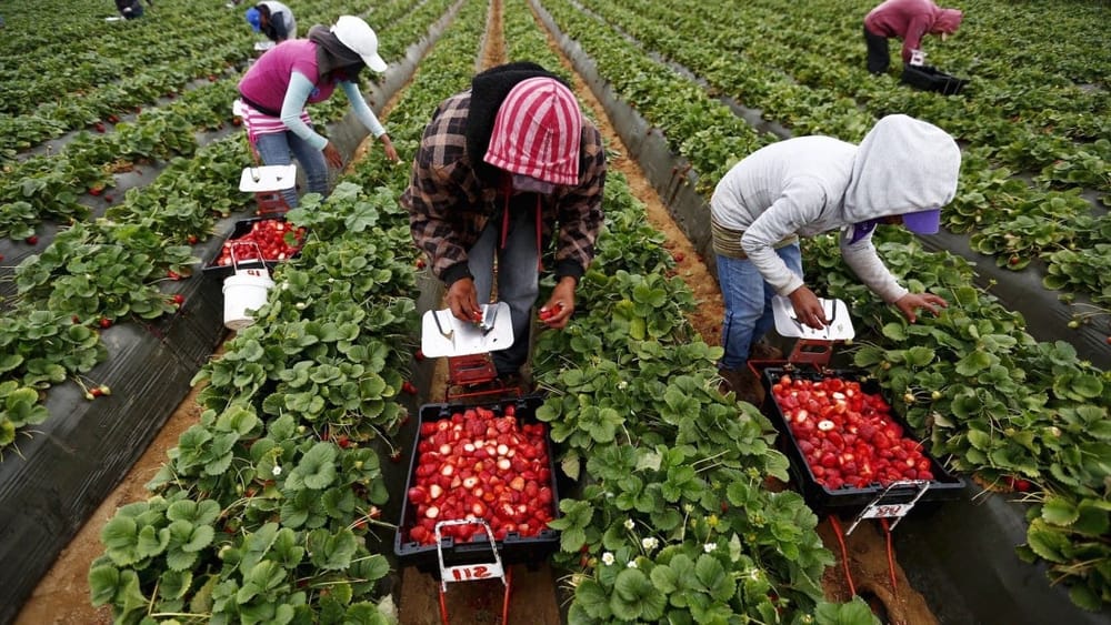 Кыргызстан усилит контроль за частными агентствами, трудоустраивающими граждан за рубежом изображение публикации