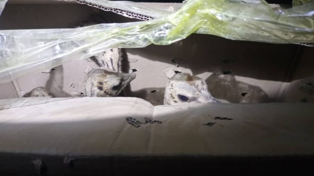 Контрабандист пытался ввезти в КР на «Матизе» 160 попугаев и шесть страусят изображение публикации