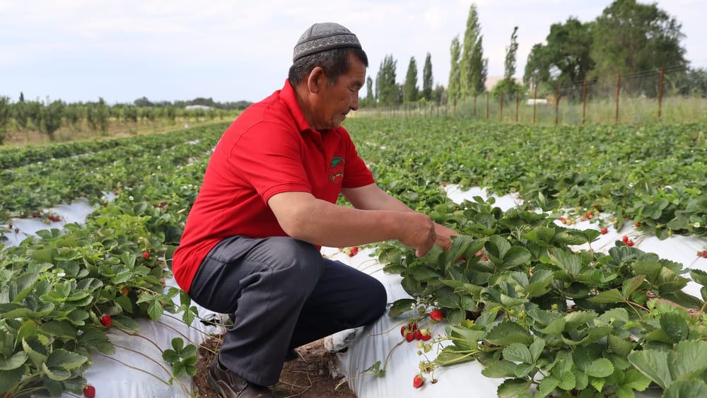 До 2028 года для выращивания ягод и винограда фермерам выделят 40 тысяч гектаров – Торобаев изображение публикации