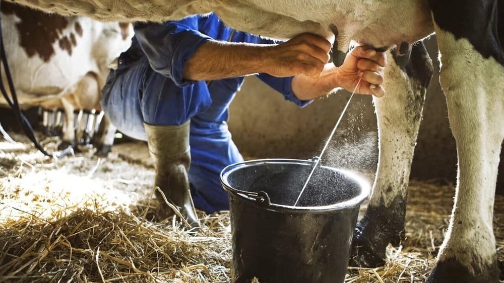 Почти 4 тысячи производителей молока в регионах КР получили финансирование на 510 млн сомов изображение публикации