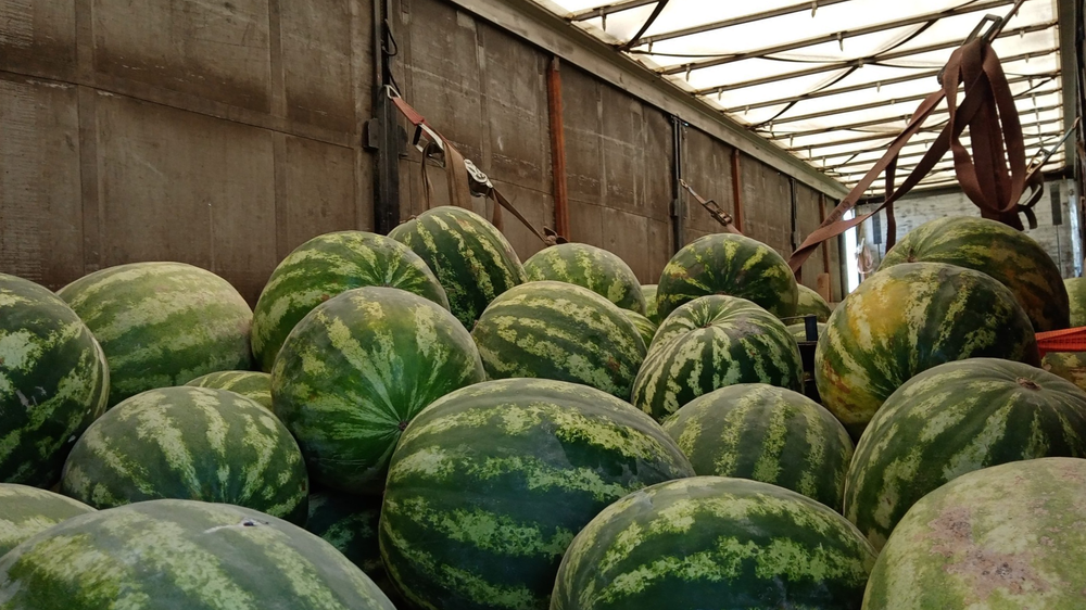 В Россию не пустили 42 тонны арбузов из Кыргызстана: причина — в соломе изображение публикации