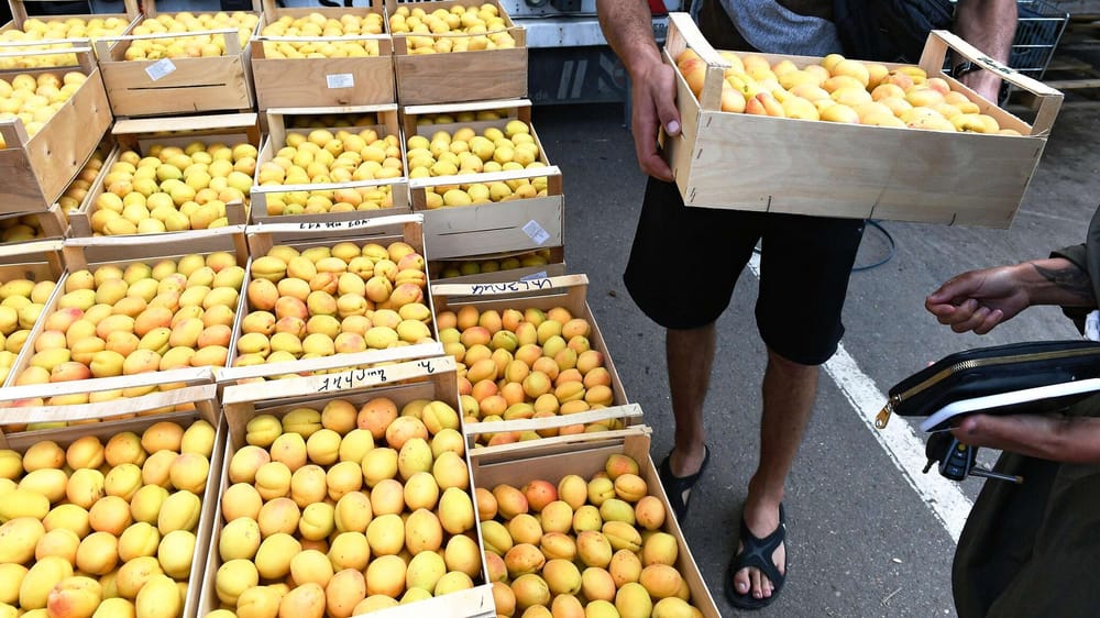 В России выделены места для продажи иссык-кульских абрикосов – куда обращаться изображение публикации