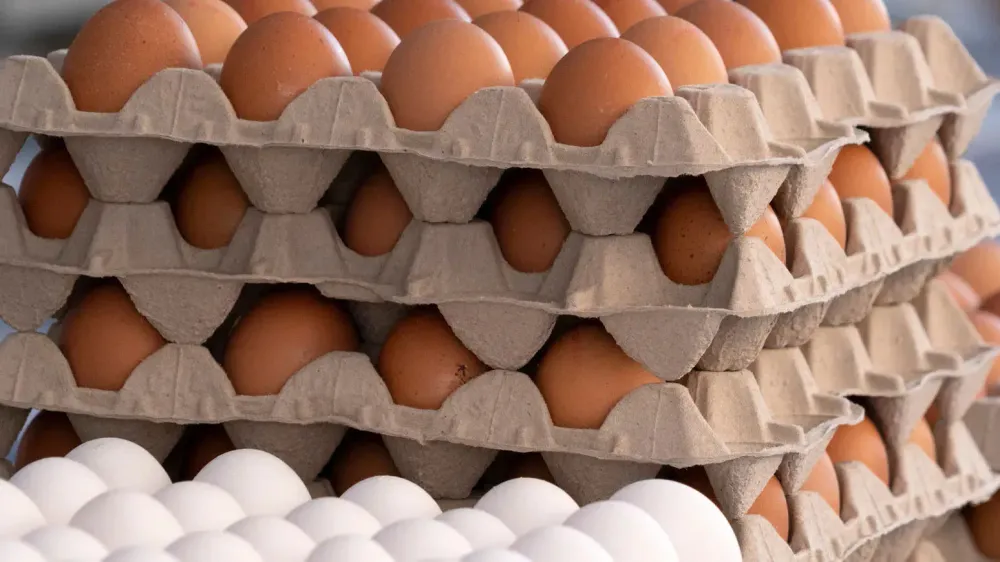 Минсельхоз предложил снять запрет на ввоз куриных яиц в КР изображение публикации