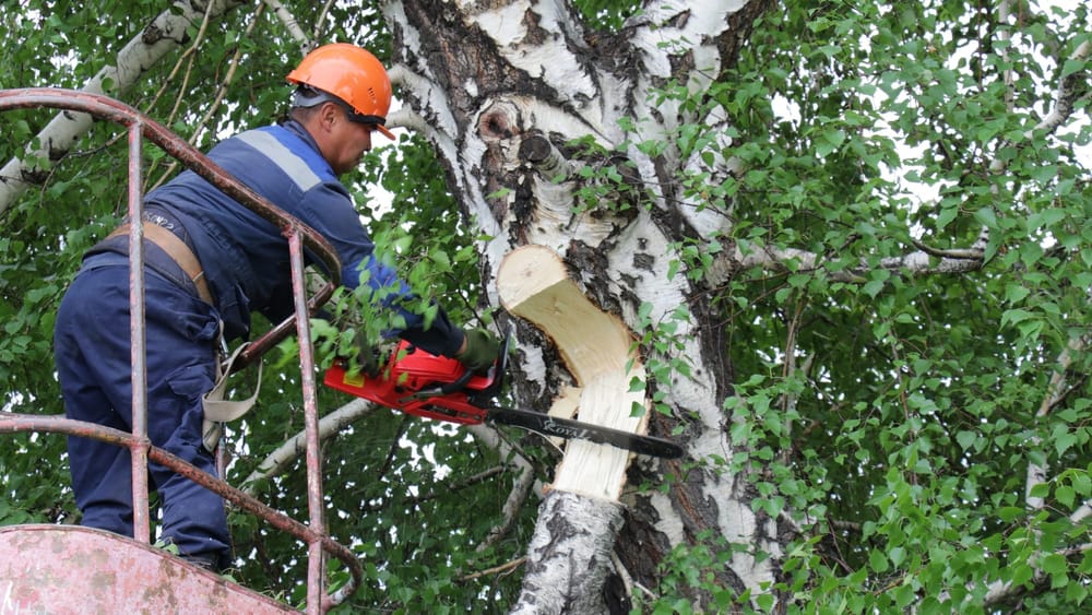 На Иссык-Куле расчистили 342 км ЛЭП от веток, чтобы минимизировать отключения света изображение публикации