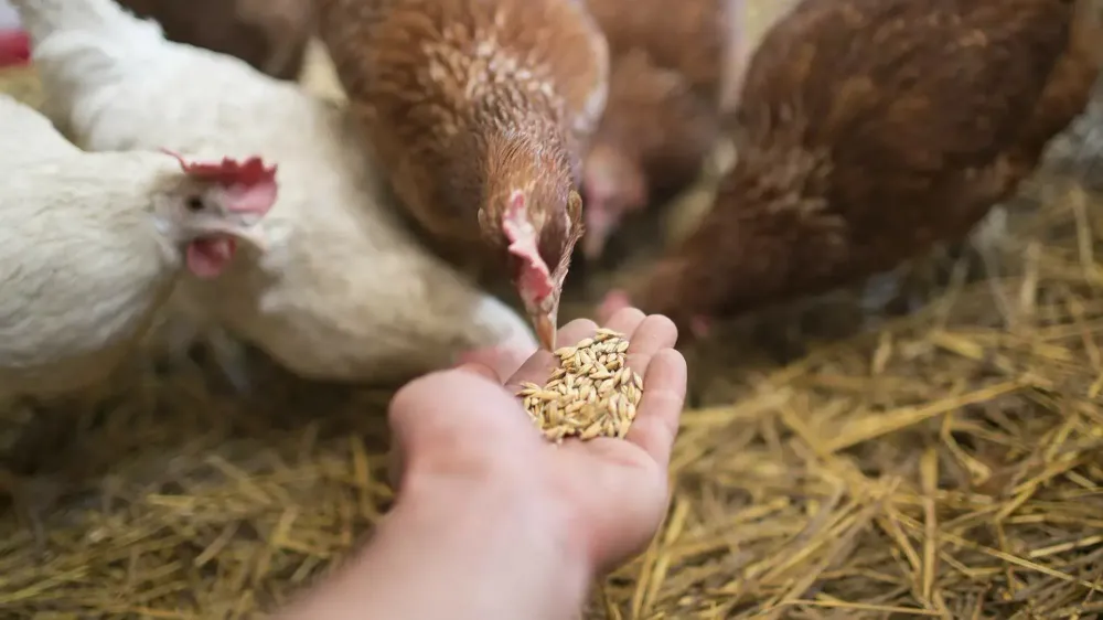 Цех по производству кормов для кур появится в Кара-Суйском районе изображение публикации