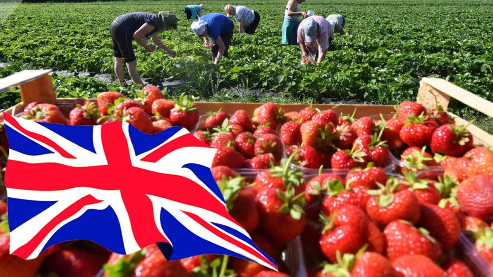 Работающим в Великобритании кыргызстанцам рекомендуют не посещять ряд городов изображение публикации