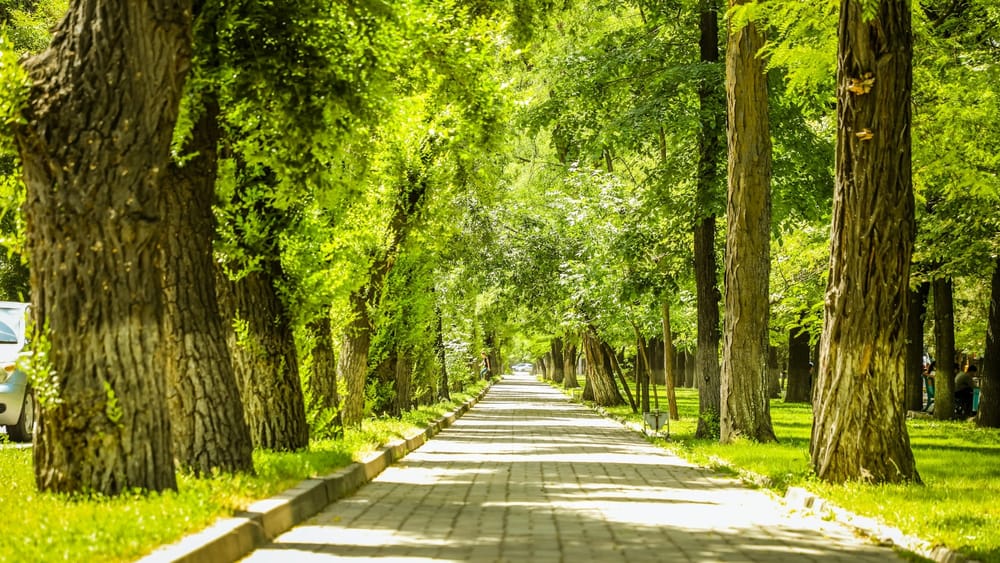 В Бишкеке появится новый сквер — где он будет расположен? изображение публикации