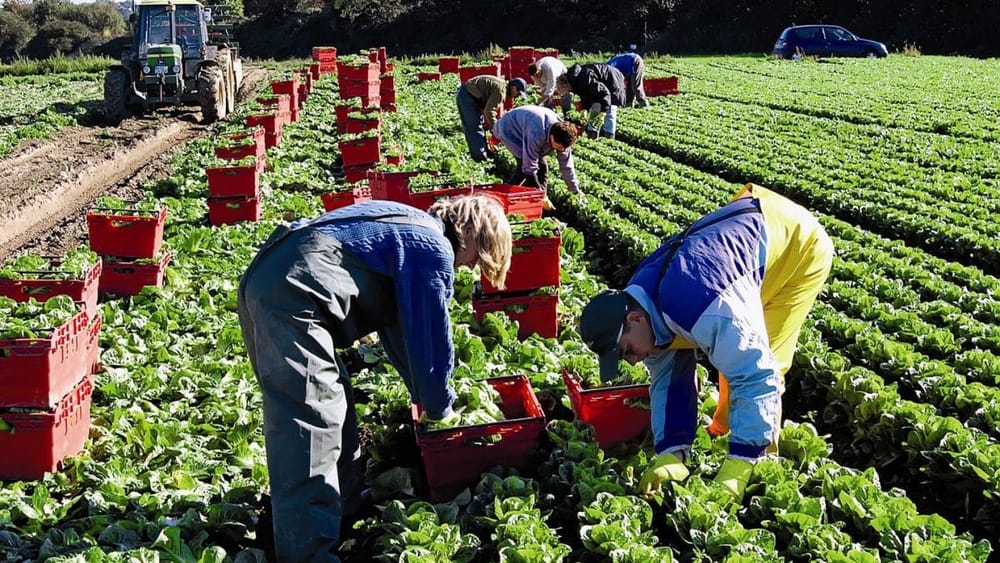 В Кыргызстане начинается регистрация на сезонные работы в Великобритании на 2025 год изображение публикации