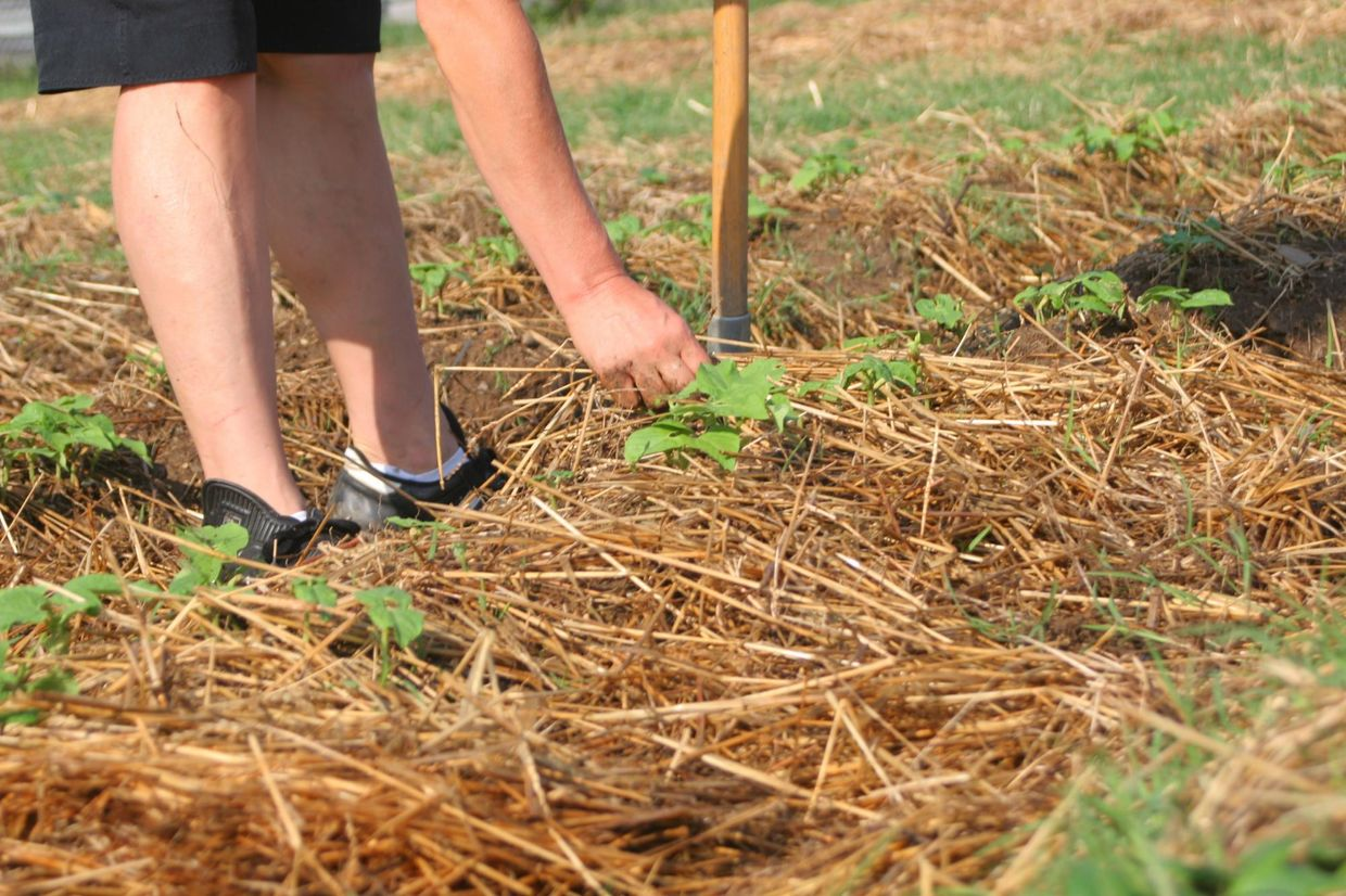 Иссык-Кульскую и Нарынскую области планируют перевести на органическое земледелие изображение публикации
