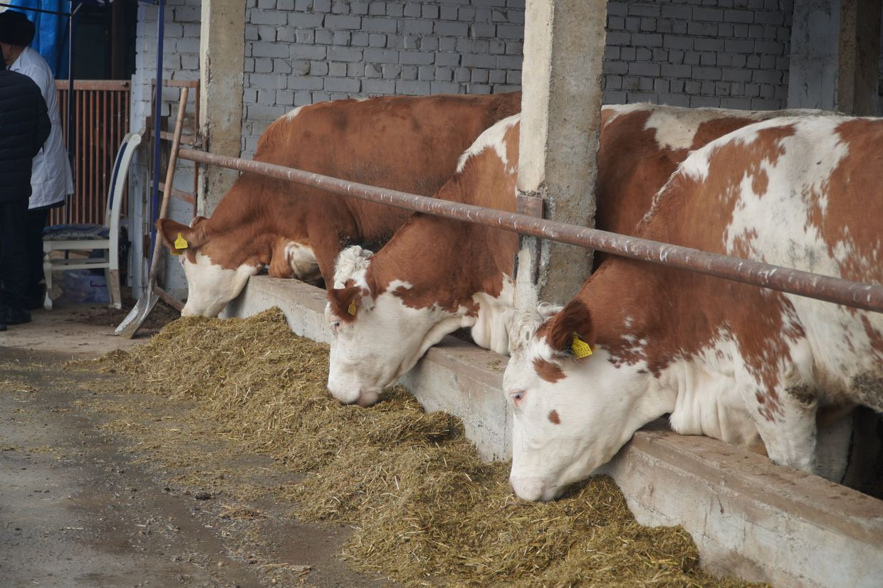 В Ошской области фермеры получили племенной скот на 110 млн сомов изображение публикации