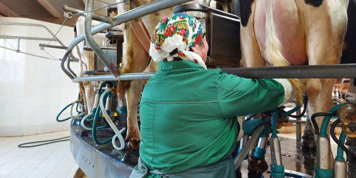 Фермерам в КР выдадут по 130 тысяч сомов для повышения качества молочной продукции изображение публикации