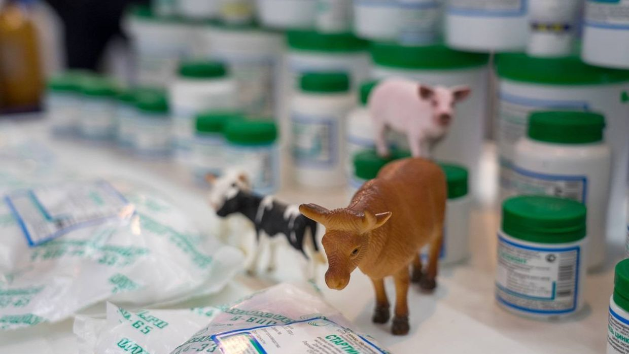 В КР с начала года сертифицировано 651 наименование ветеринарных препаратов изображение публикации