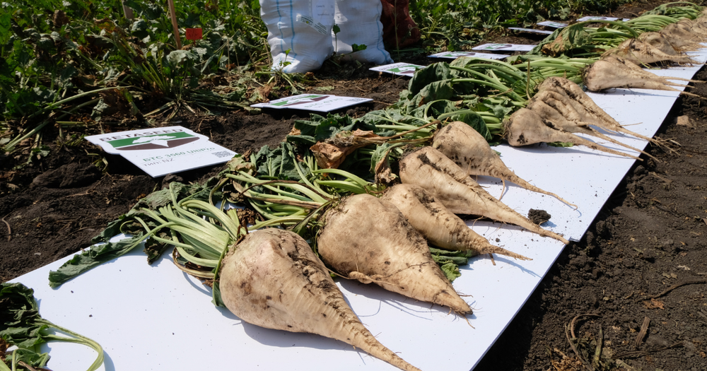 В КР собрано 870.2 тысячи тонн сахарной свеклы – рост на 249.2 тысячи тонн изображение публикации