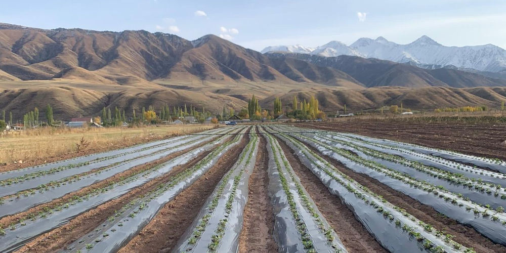 Фермеры Нарынской области смогут получить кредиты под 2% годовых на 10 лет изображение публикации