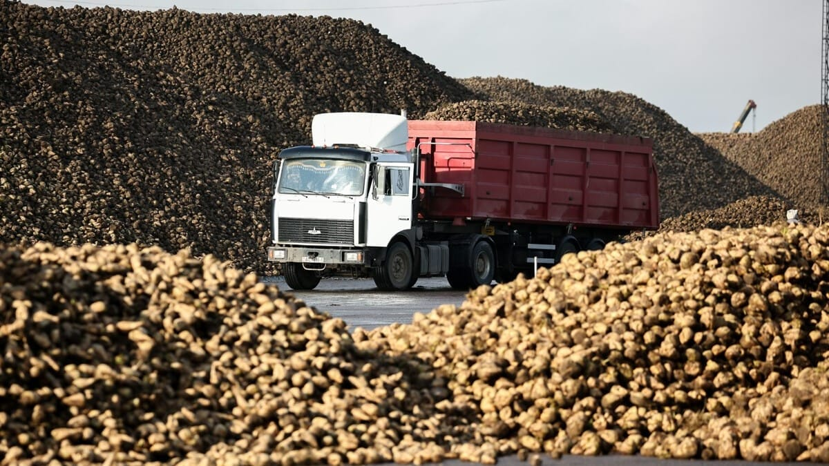 Казахстан может отправить избыточный урожай сахарной свеклы на переработку в Кыргызстан изображение публикации
