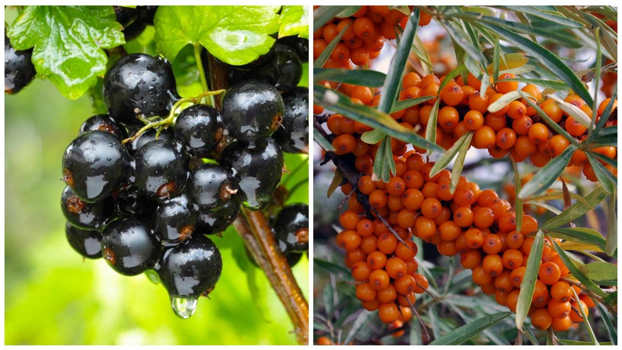 В Джети-Огузе испытали экспортные сорта ягод: прибыль с гектара составит до 4 млн сомов изображение публикации