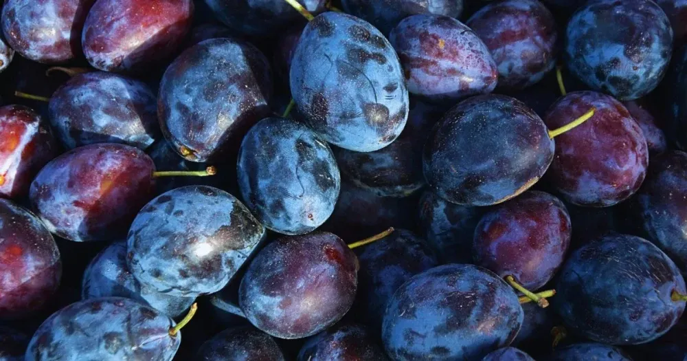 Кыргызстан продал соседям почти 4 тысячи тонн сливы изображение публикации