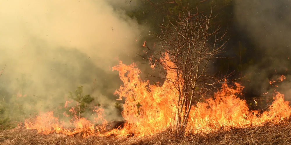 В Таласской области ликвидируют лесной пожар изображение публикации