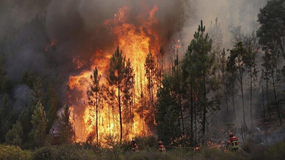 В Таласской области сгорело 40 га леса – пожар тушили 135 человек изображение публикации