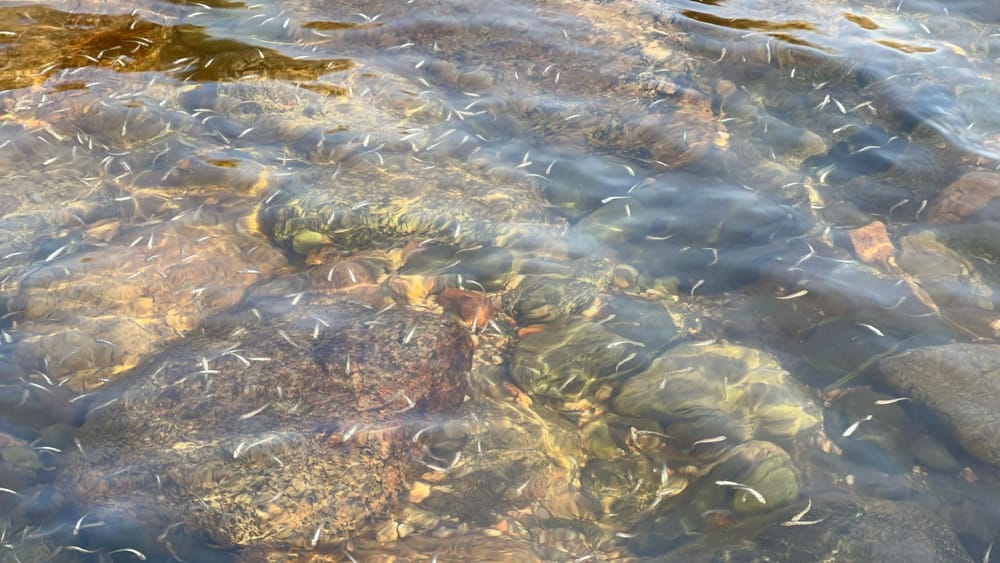 В реки Таласской области выпустили 20 тысяч мальков форели – проект поддержал «Альянс Алтын» изображение публикации