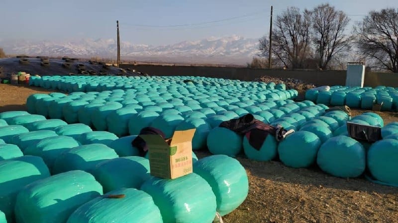 В Таласской области начали производить силос — государство выделило на это 600 тысяч сомов изображение публикации