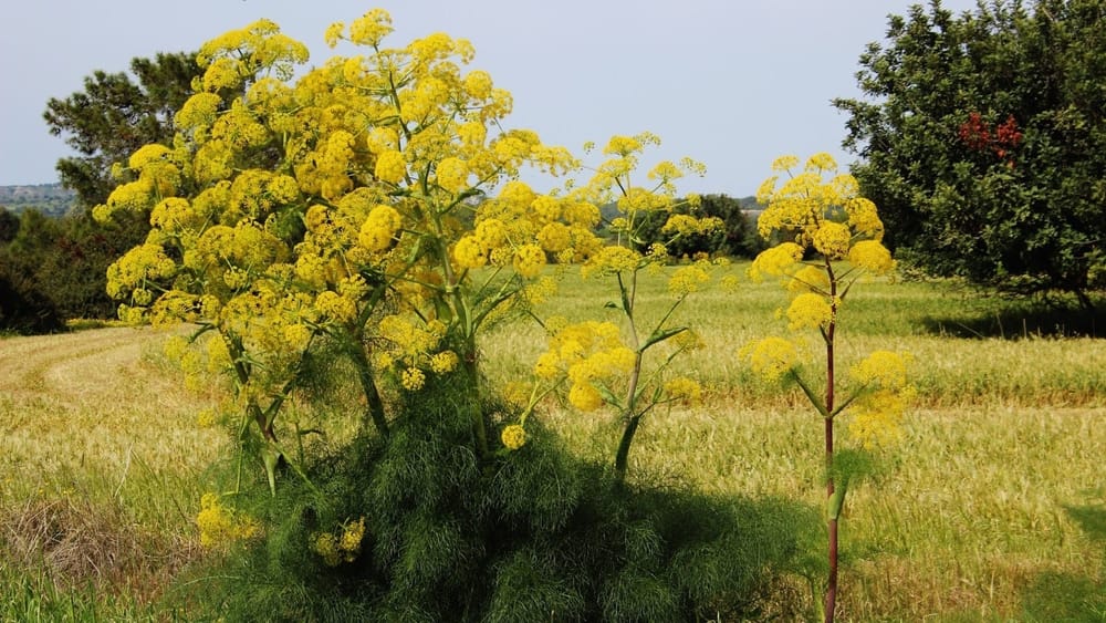 Фермеры КР смогут получить льготные кредиты под 6% на выращивание ферулы изображение публикации