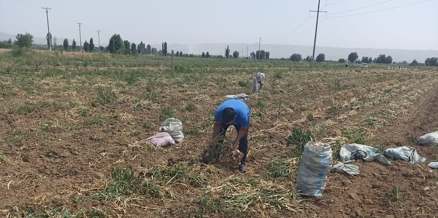 До 130 центнеров чеснока с гектара – Минсельхоз рассказал о программе  «3+2» изображение публикации