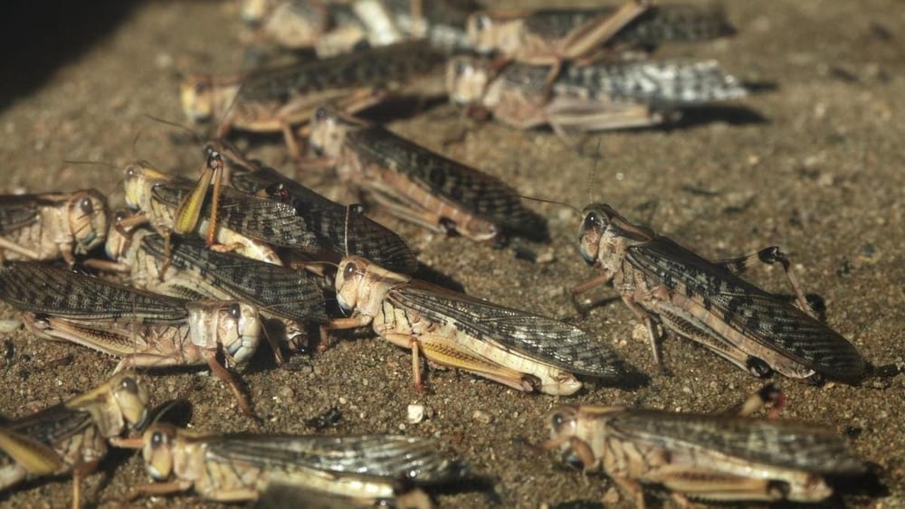 В Кыргызстане выявлено свыше 60 тысяч га с саранчой – 77% уже обработано изображение публикации