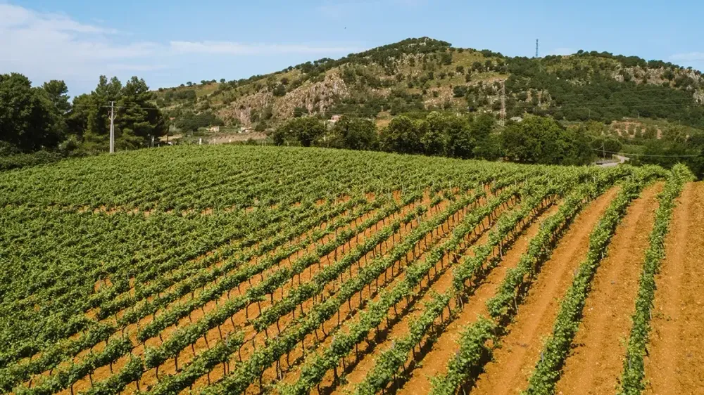 В Чуйской области начали закладку виноградников с сортами из Сербии изображение публикации