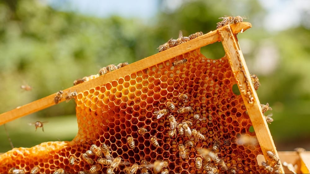 Кабмин утвердил правила разведения пчел и производства меда в Кыргызстане изображение публикации