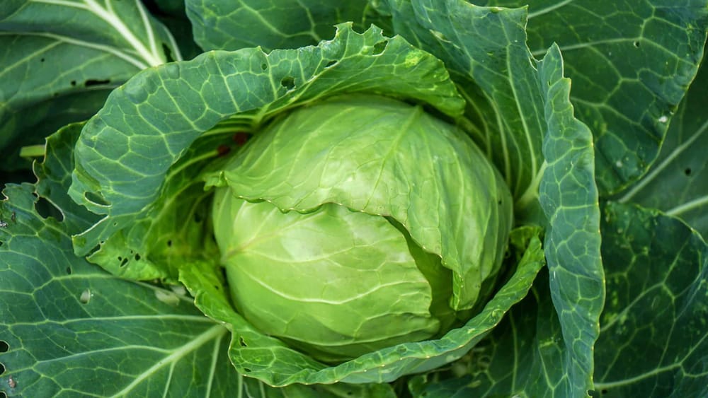 В КР на капусте тестируют иранский супер-абсорбент, способный удерживать и накапливать влагу изображение публикации