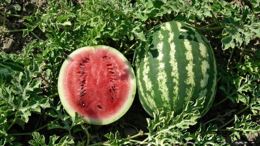 В Кыргызстане проводят сортоиспытания новых сельхозкультур изображение публикации